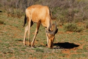 04 - Karoo NP (9)